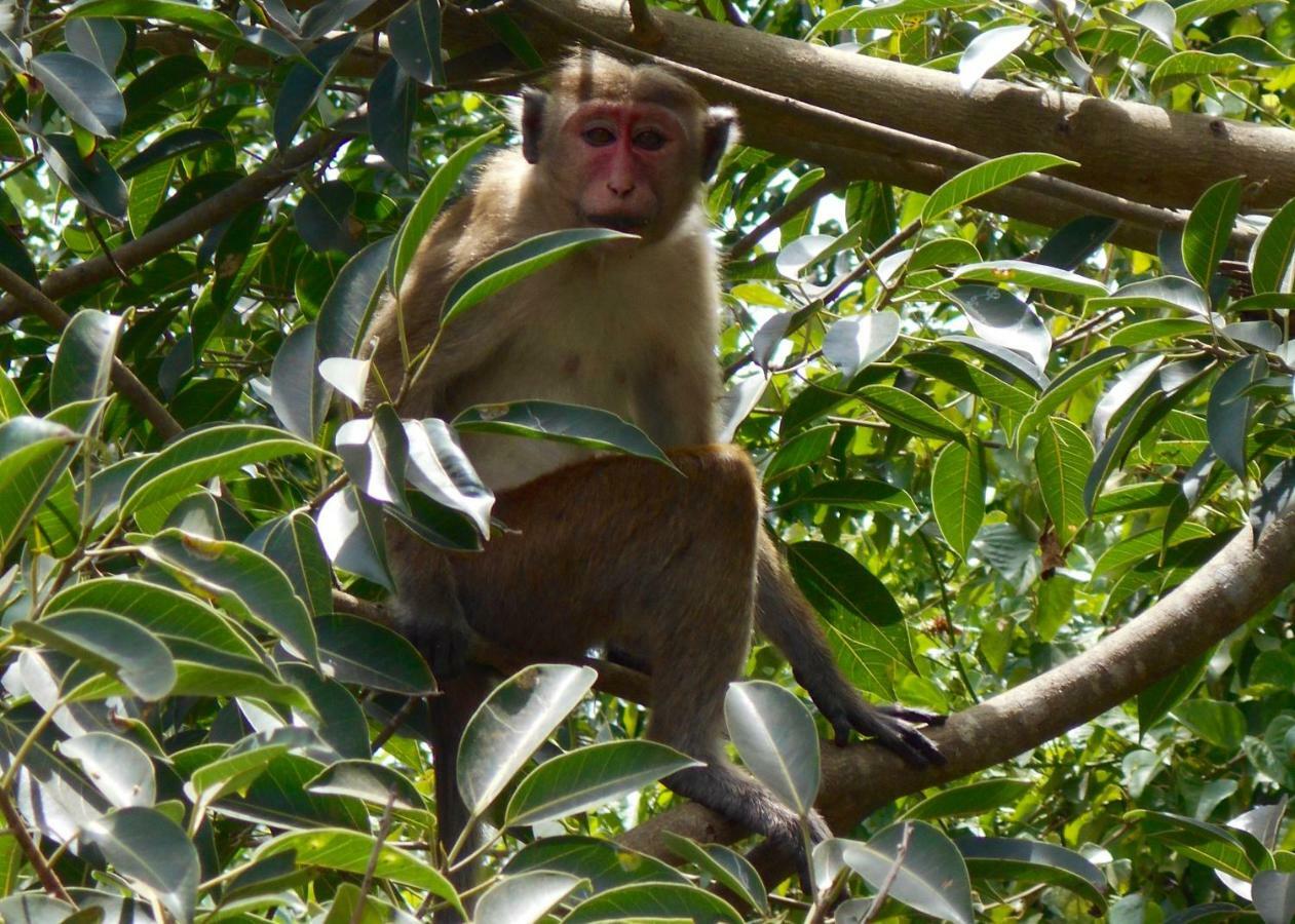 Homestay Camping Anuradhapura Buitenkant foto