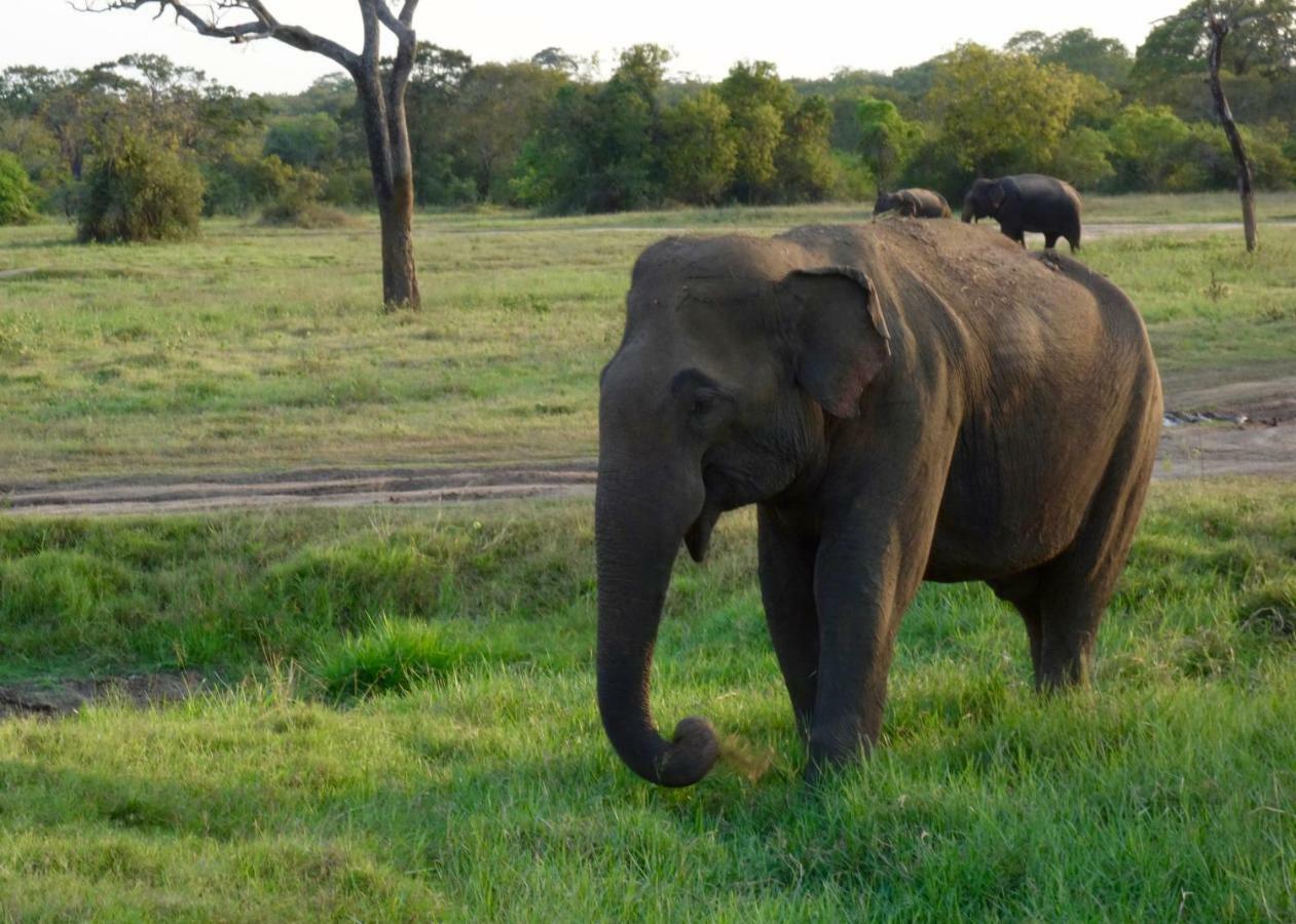Homestay Camping Anuradhapura Buitenkant foto